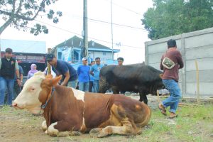 Hari Kedua Idul Adha 1445 Hijriyah, DPC Demokrat Garut Potong Dua Ekor Sapi dan Domba