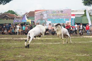 Korem 062/Tarumanagara Gelar Seni Ketangkasan Domba Garut Piala Danrem